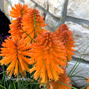 Kniphofia POCO ‘Orange’