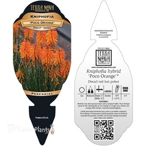 Kniphofia POCO ‘Orange’