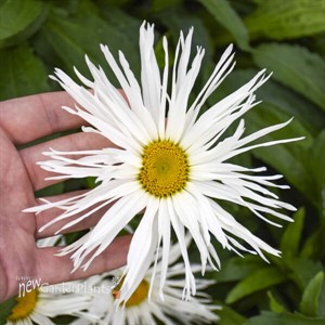 'Spun Silk' Leucanthemum PPAF