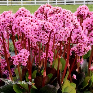 Bergenia ‘Spring Fling’