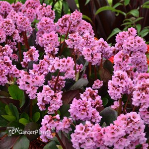 Bergenia ‘Spring Fling’