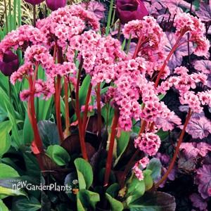 Bergenia ‘Spring Fling’