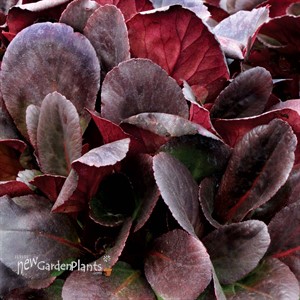 Bergenia ‘Spring Fling’