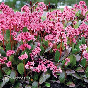 Bergenia ‘Spring Fling’