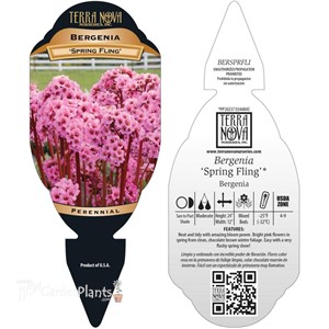 Bergenia ‘Spring Fling’