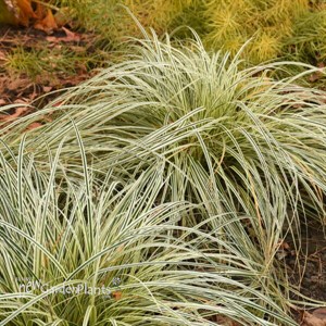 Carex FEATHER FALLS PP26199)