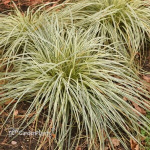 Carex FEATHER FALLS PP26199)