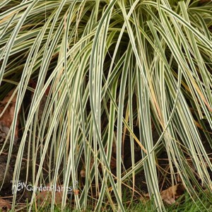 Carex FEATHER FALLS PP26199)