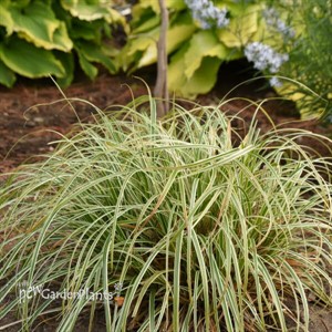 Carex FEATHER FALLS PP26199)