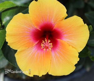 Hibiscus Hollywood Social Butterfly™