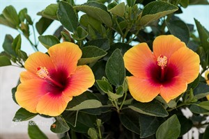 Hibiscus Hollywood Social Butterfly™