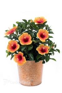 Hibiscus Hollywood Social Butterfly™