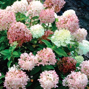 Hydrangea 'Limelight'