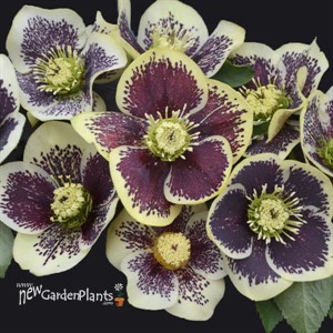 Helleborus 'Rio Carnival' HONEYMOON Series