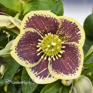 Helleborus 'Rio Carnival' HONEYMOON Series