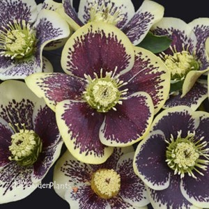 Helleborus 'Rio Carnival' HONEYMOON Series