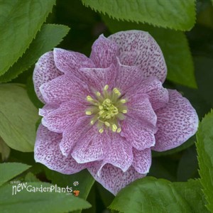 Helleborus 'Wedding Crasher' WEDDING PARTY Series