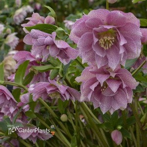 Helleborus 'Wedding Crasher' WEDDING PARTY Series