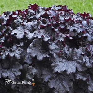 Heuchera 'Evening Gown' DRESSED UP™ Series