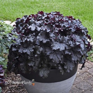 Heuchera 'Evening Gown' DRESSED UP™ Series