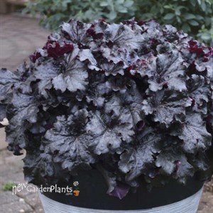 Heuchera 'Evening Gown' DRESSED UP™ Series