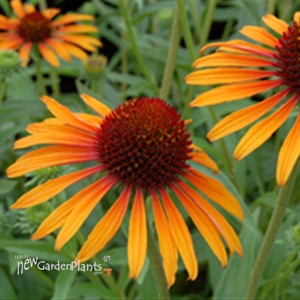 'Flame Thrower' ppaf