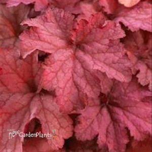 Heuchera 'Indian Summer Coralberry'