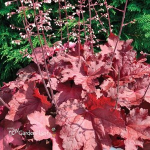Heuchera 'Magma'