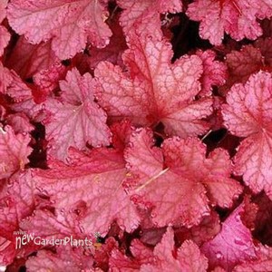 Heuchera 'Magma'