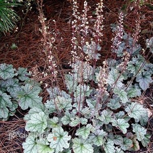 Silver Scrolls Coral Bells