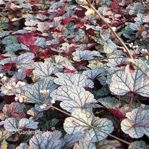 Silver Scrolls Coral Bells