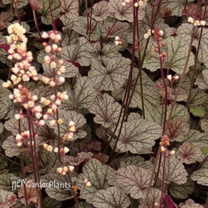 Silver Scrolls Coral Bells