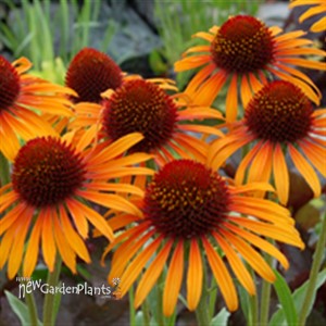 'Flame Thrower' ppaf