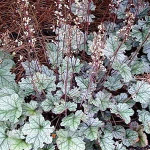Silver Scrolls Coral Bells