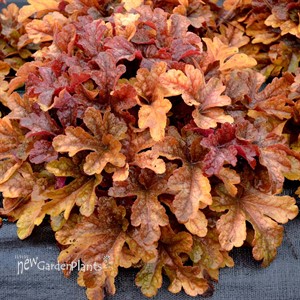 Heucherella ‘Buttered Rum’