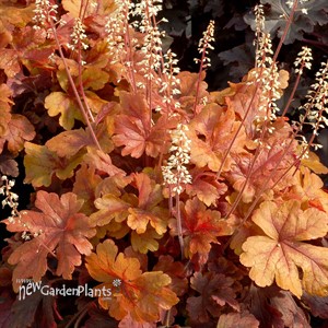 Heucherella ‘Buttered Rum’