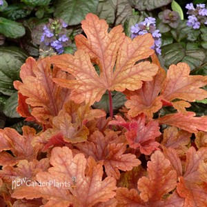 Heucherella ‘Buttered Rum’