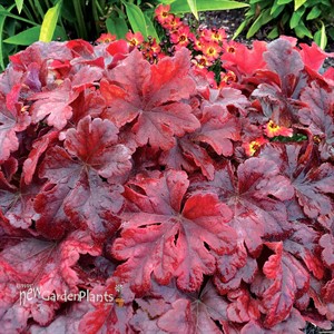 Heucherella ‘Buttered Rum’