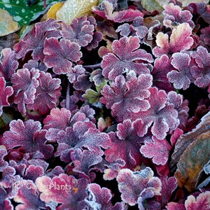Heucherella ‘Buttered Rum’
