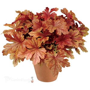 Heucherella ‘Buttered Rum’