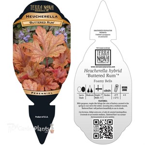 Heucherella ‘Buttered Rum’