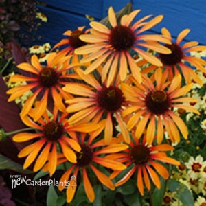 'Flame Thrower' ppaf