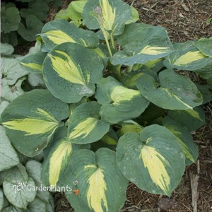 Hosta 'Dream Weaver'