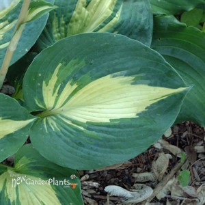 Hosta 'Dream Weaver'