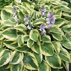 Hosta 'Brim Cup'