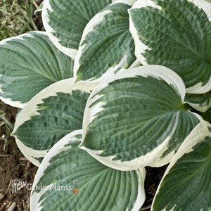 Hosta 'Barbara Ann'