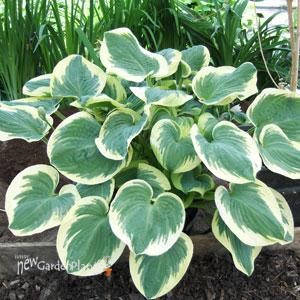 Hosta 'Barbara Ann'