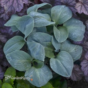 Hosta 'Blue Elf' 