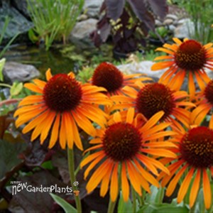 'Flame Thrower' ppaf