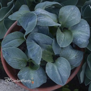 Hosta 'Blue Elf' 